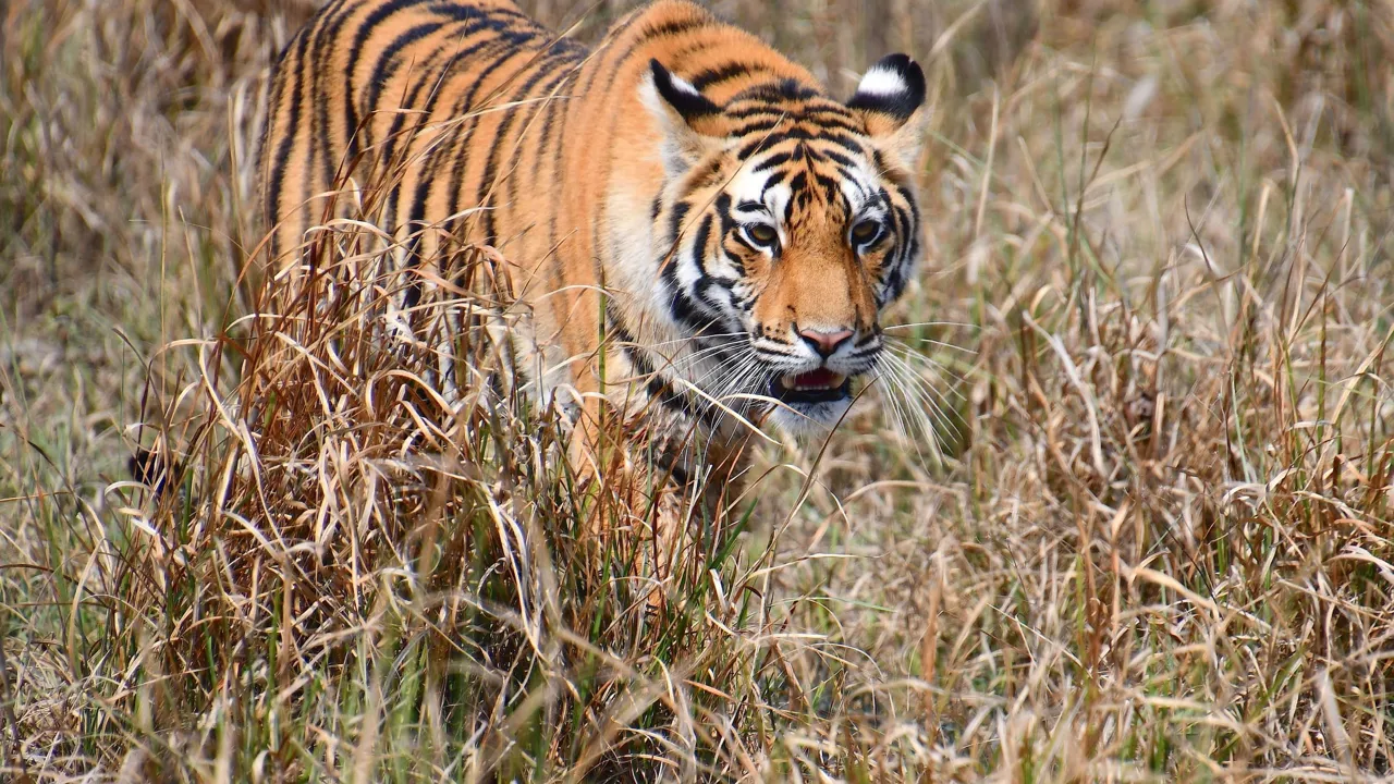 Tigeren faldere godt ind i omgivelserne. Foto af Hanne Christensen