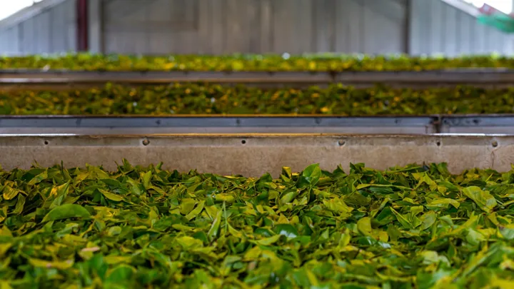 Vi besøger en tefabrik i Sri Lanka og får forklaret om hele processen. Foto Jacob Poul Skoubo