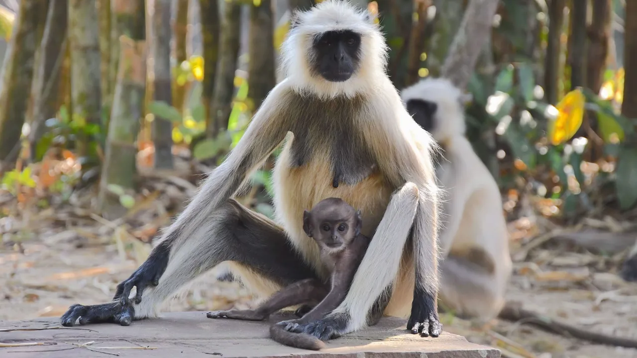 Langurer ses ofte i Indiens skove. Foto af Hanne Christensen