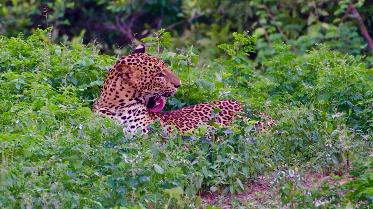 Ønsker du chancen for at se leoparder i fri natur, er Sri Lanka det rette sted af besøge. Foto Flemming Lauritsen