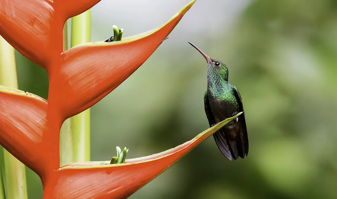 Denne lille farvestrålende fætter er en Rufous-tailed kolibri og blot en ud af mange arter. Foto Viktors Farmor