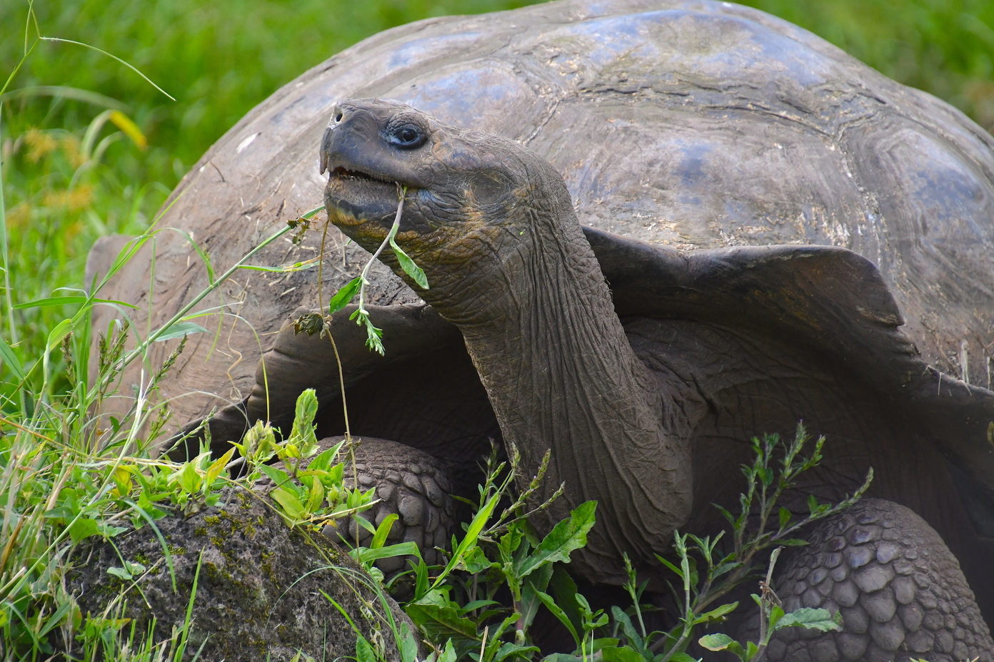 De ikoniske kæmpeskildpadder ser vi i højlandet på Galapagos. Foto Hanne Christensen
