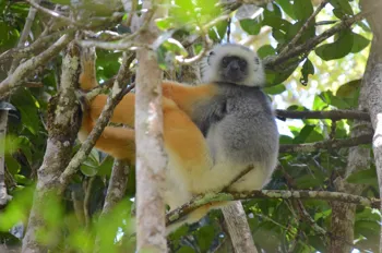 En af de mest elegante lemurer, diadem sifakaen, lever i små familieflokke i Madagaskars regnskove. Foto Hanne Christensen