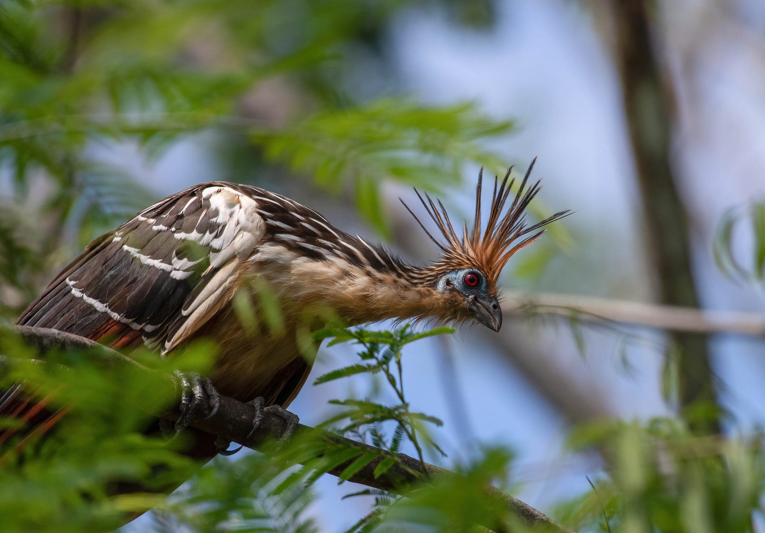 Hoatzin kaldes ofte en levende fortidsfugl på grund af sit særlige udseende. Ses ofte i Manu. Foto Viktors Farmor