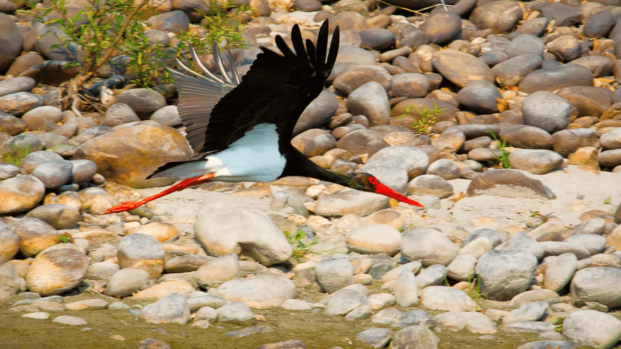 Vi kan være heldige at se sorte storke i Nameri National Park. Foto Viktors Farmor 