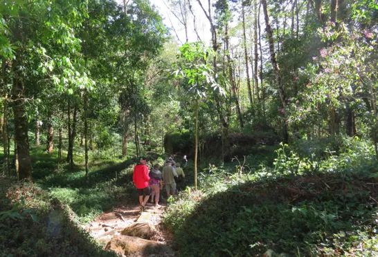 På vandretur i det grønne Costa Rica. Foto Kirsten Gynther Holm