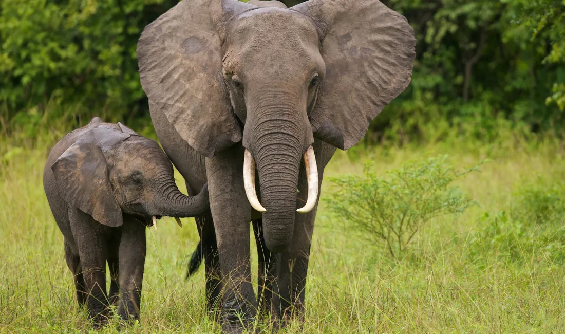 Botswana er det land i Afrika, der har den største bestand af elefanter. Foto Viktors Farmor