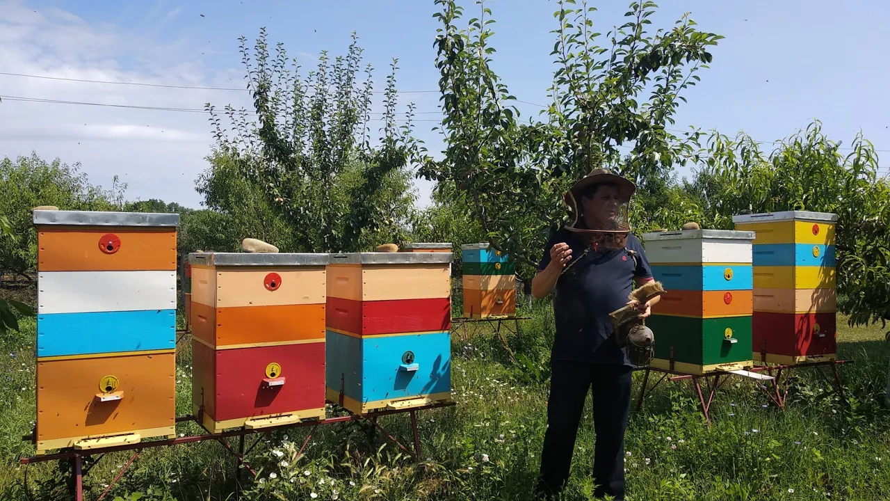 The Bees' Kingdom er en lille honninggård kend for sin passion for bier. Foto Viktors Farmor