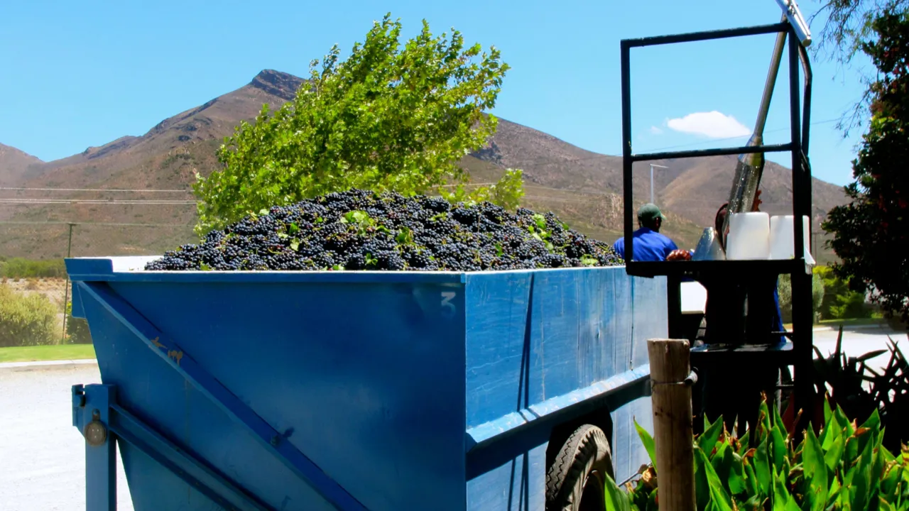 Druerne i vinlandet høstes i starten af året. Foto Marlene T. Kristensen