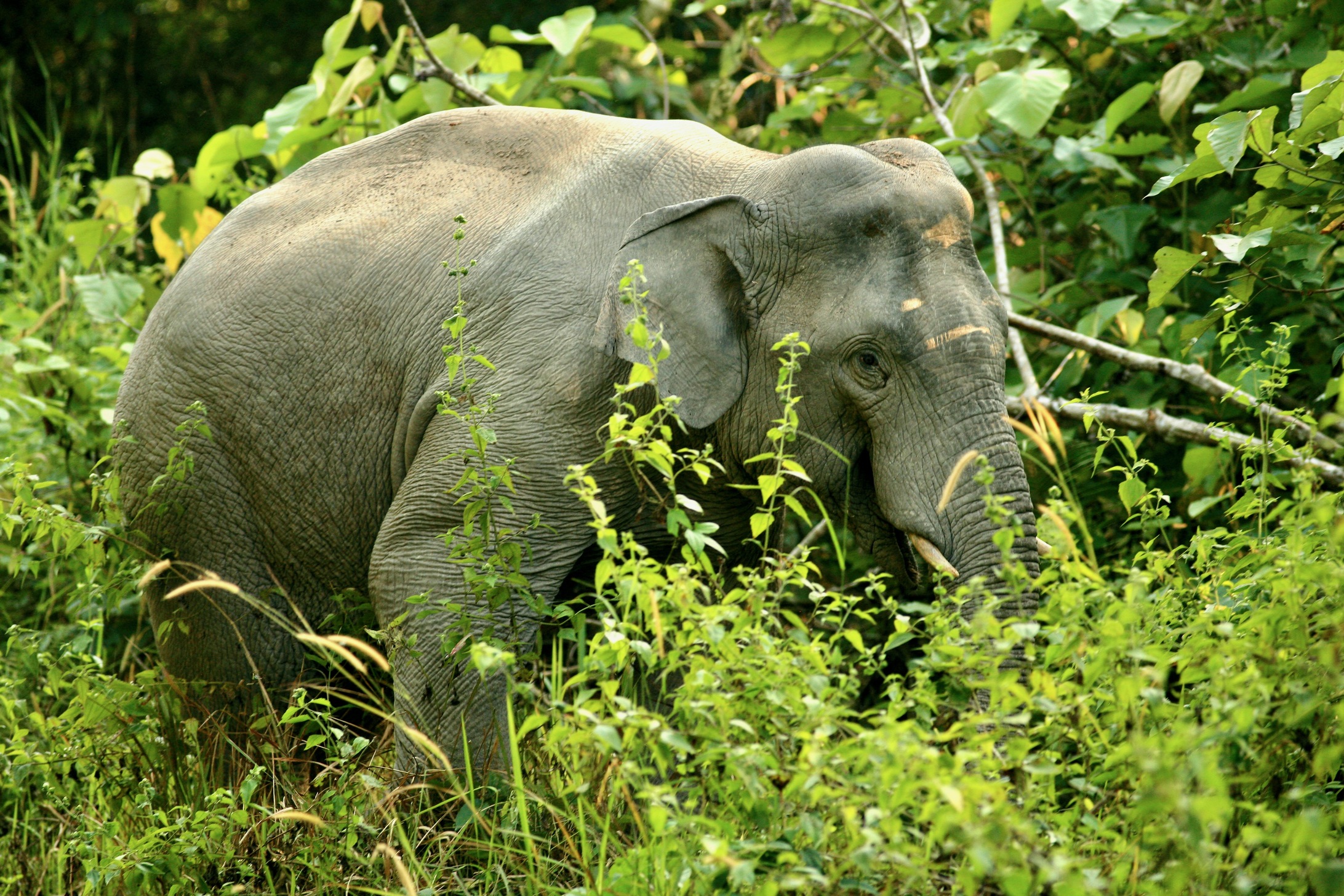 Vi kigger efter vilde elefanter i junglen. Foto Anders Stoustrup