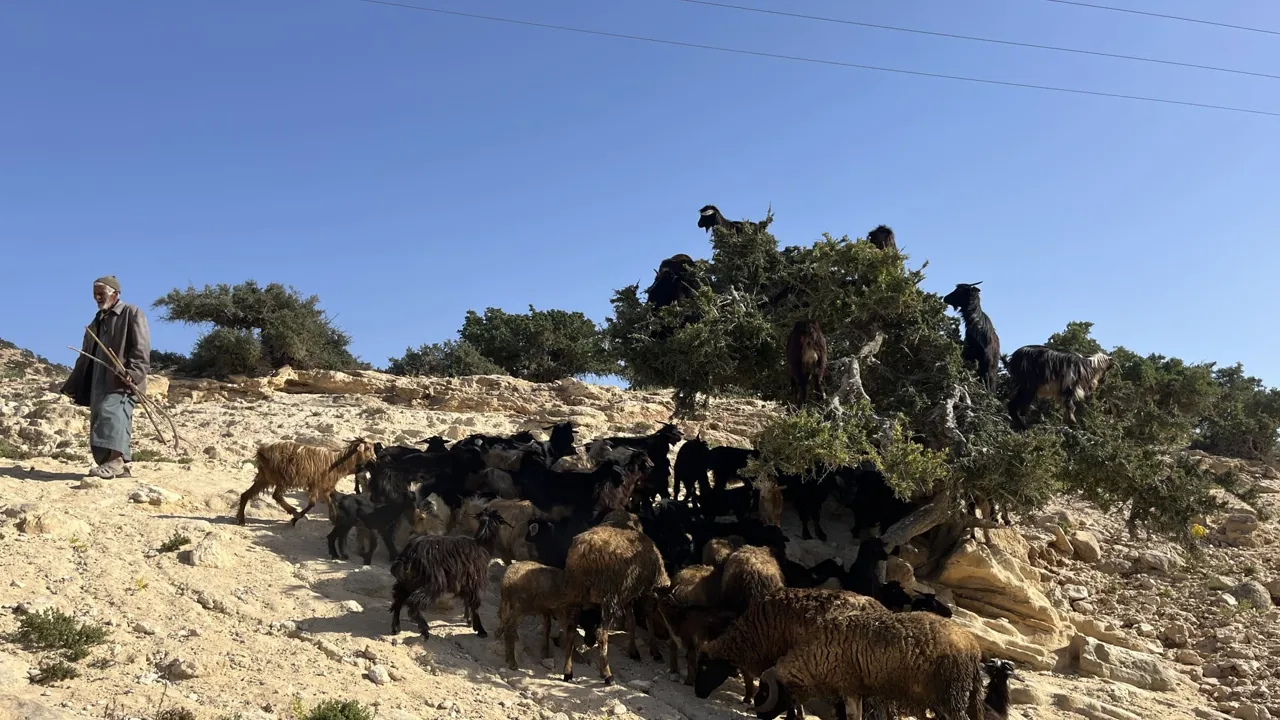 Hvis vi er heldige støder vi på et argantræ fuld af geder - de spiser nemlig barken. Foto Josefine Aude Raas