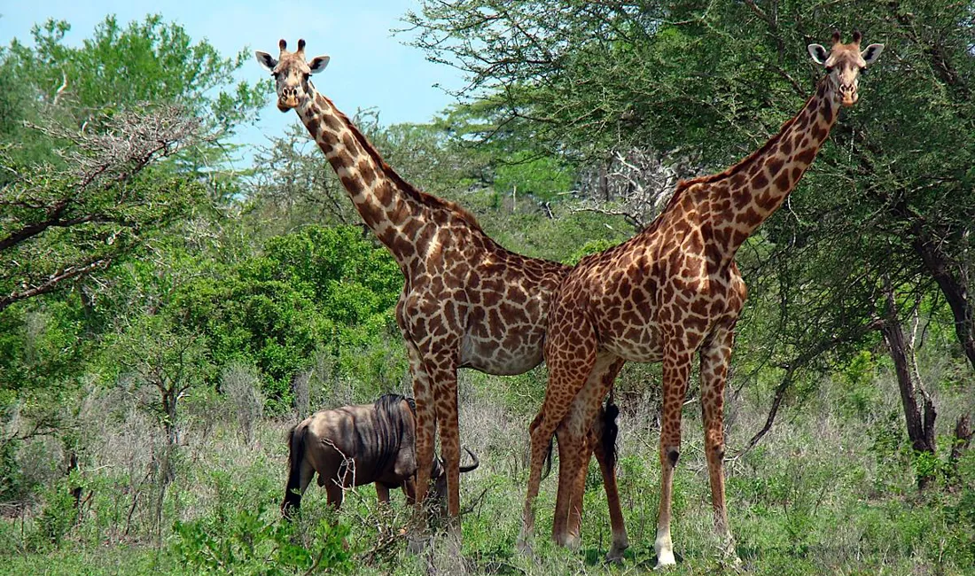 Tanzania er kendt for sit fantastiske dyreliv. Foto Viktors Farmor