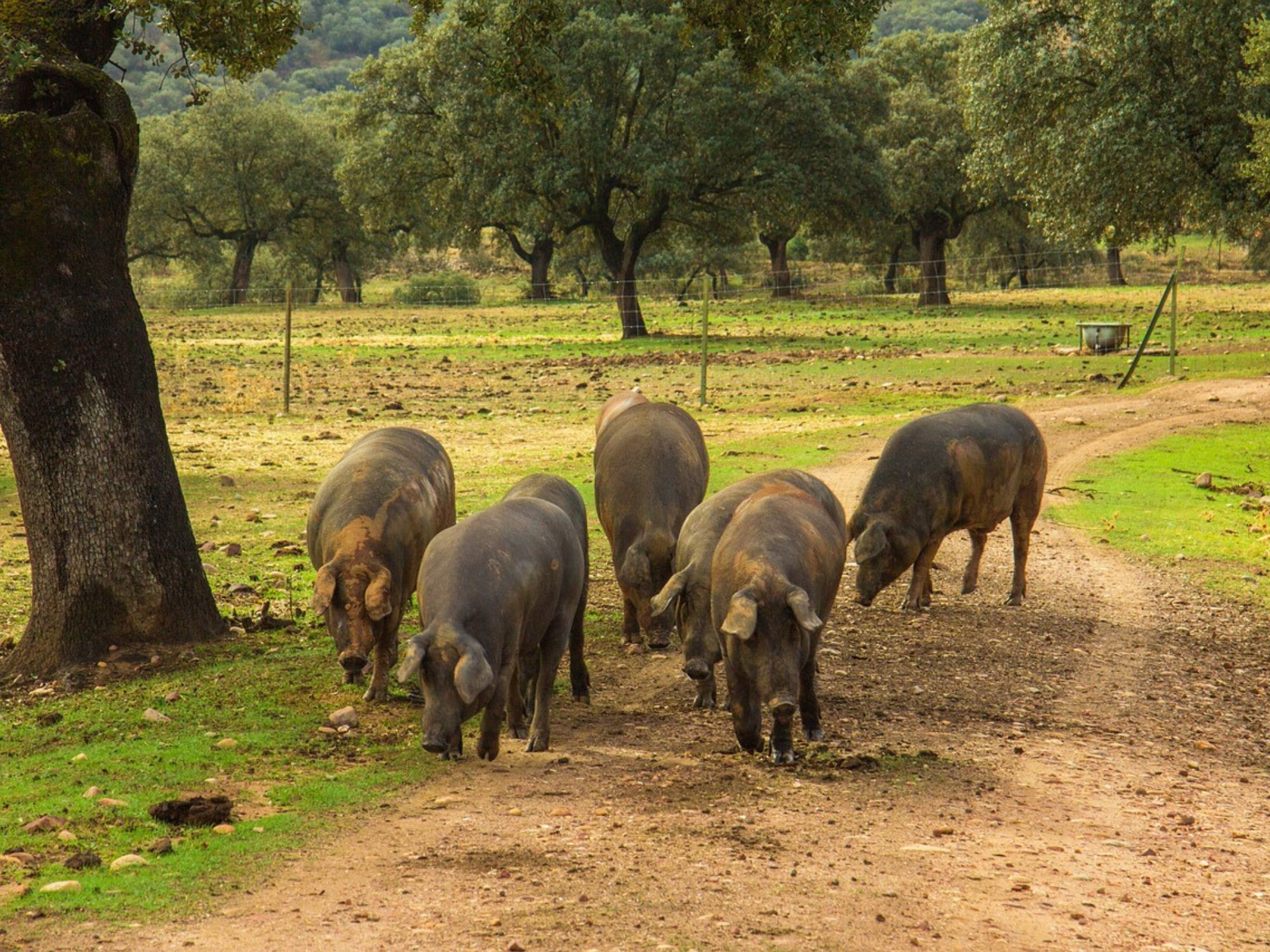 Iberiske svin går frit rundt i Dehesaen. Foto Viktors Farmor