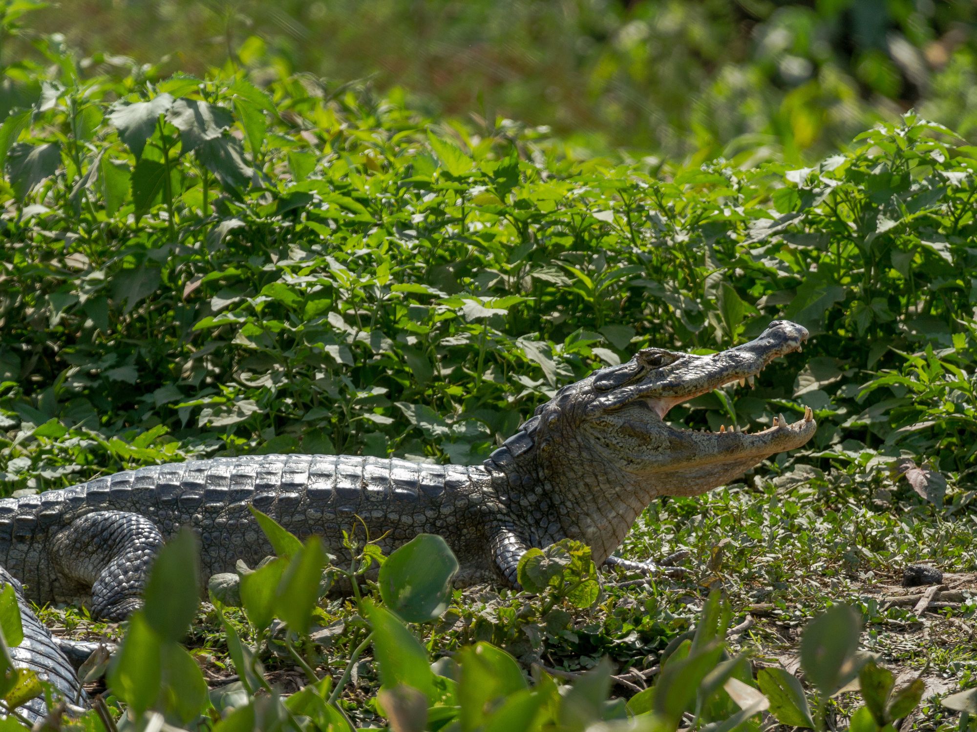 Man ser ofte kaimaner i Pantanals vådområder. Foto Viktors Farmor