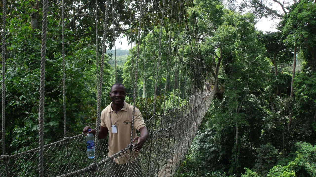 Kakum National Park, 330 meter lang hængebro med udsigt til fugle, sommerfugle og aber. Foto Viktors Farmor