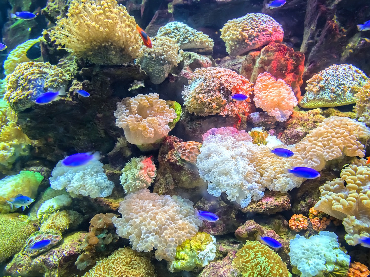 Vi tager på sejltur til Great Barrier Reef og snorkler blandt farvestrålende koraler. Foto Viktors Farmor