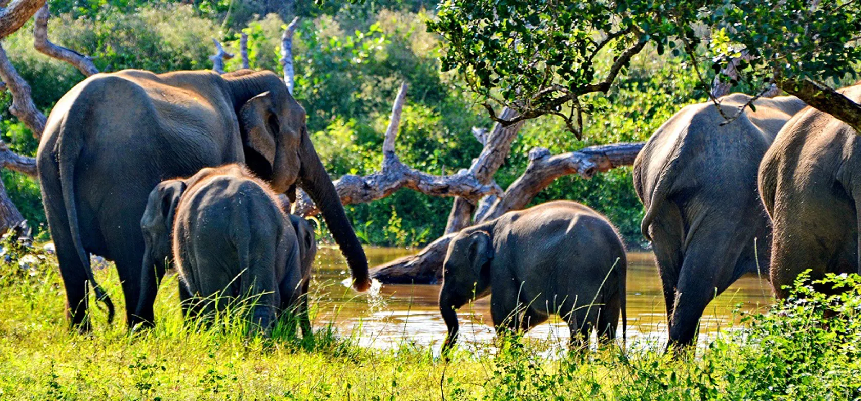 Sri Lanka har et rigt dyreliv, hvor der blandt andet lever mere end 6000 vilde elefanter i Sri Lanka. Foto Claus Christensen