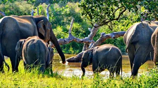 Sri Lanka har et rigt dyreliv, hvor der blandt andet lever mere end 6000 vilde elefanter i Sri Lanka. Foto Claus Christensen