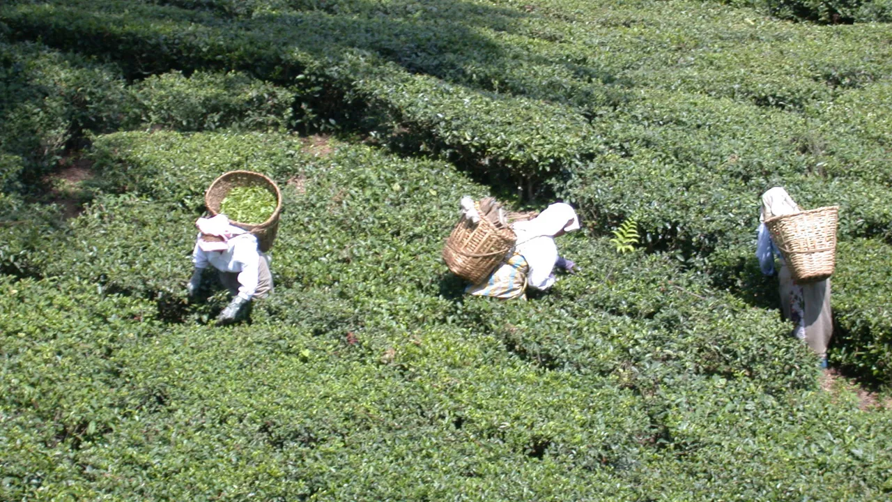 Teplukkere sørger for, at verden får den fine Darjeeling-te. Foto Gudik Holm