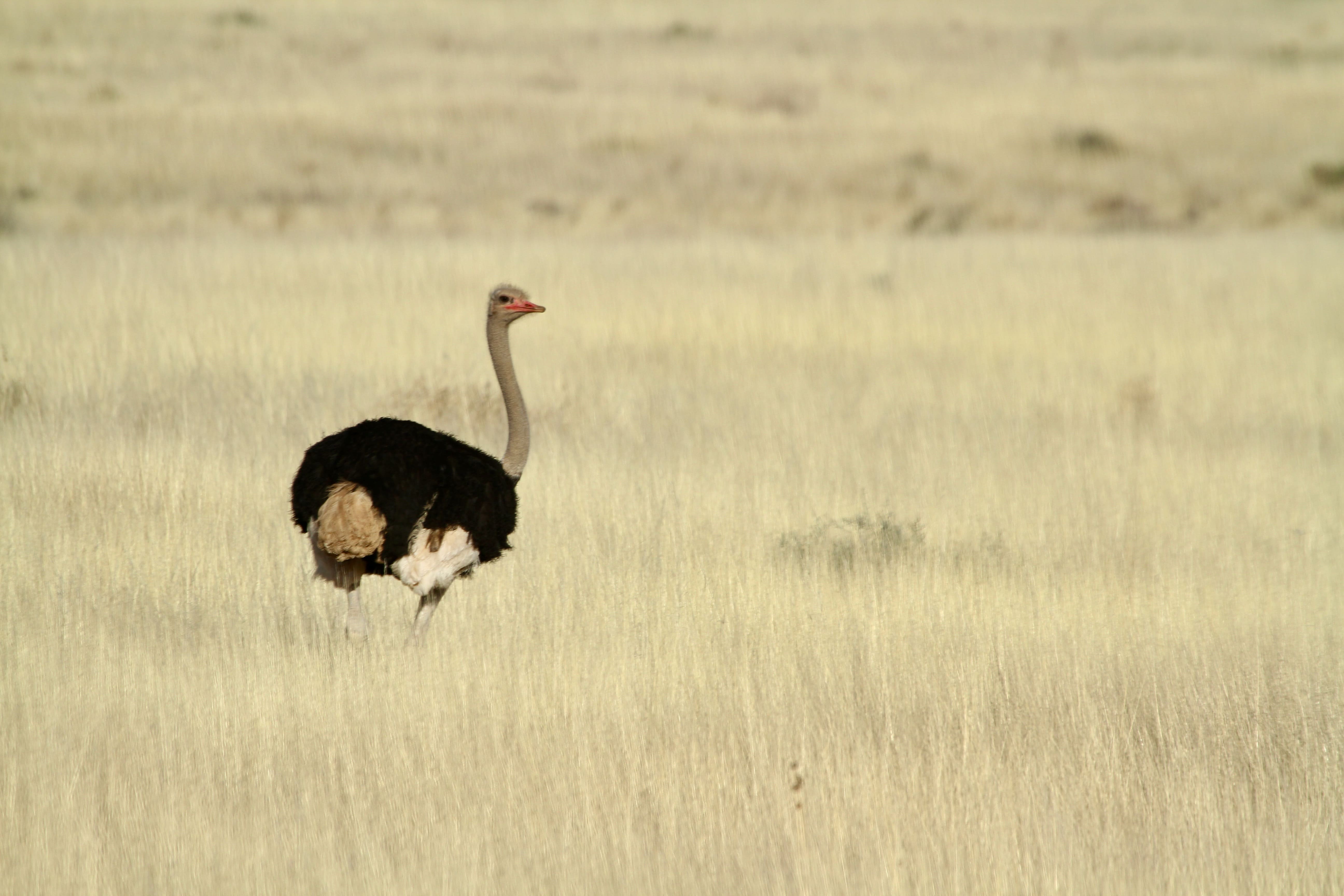 Strudse trives i de tørre landskaber - som her i Namib Naukluft Nationalpark. Foto Anders Stoustrup
