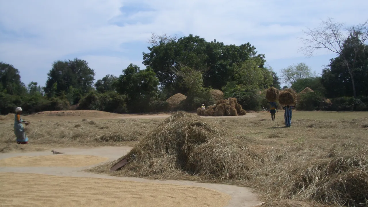 Det er et stort arbejde, når risen skal høstes i det sydlige Indien. Foto Gudik Holm
