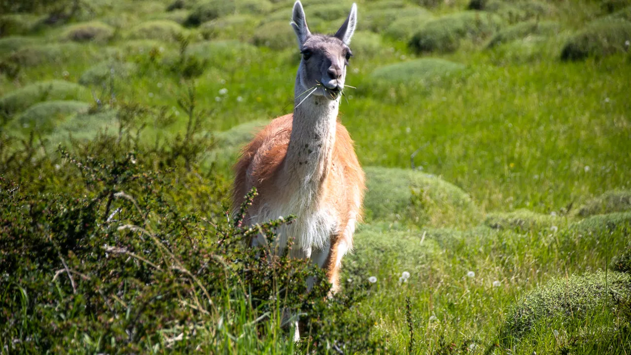 En Guanaco nyder stilheden og naturen. Foto Verner Rud Nielsen