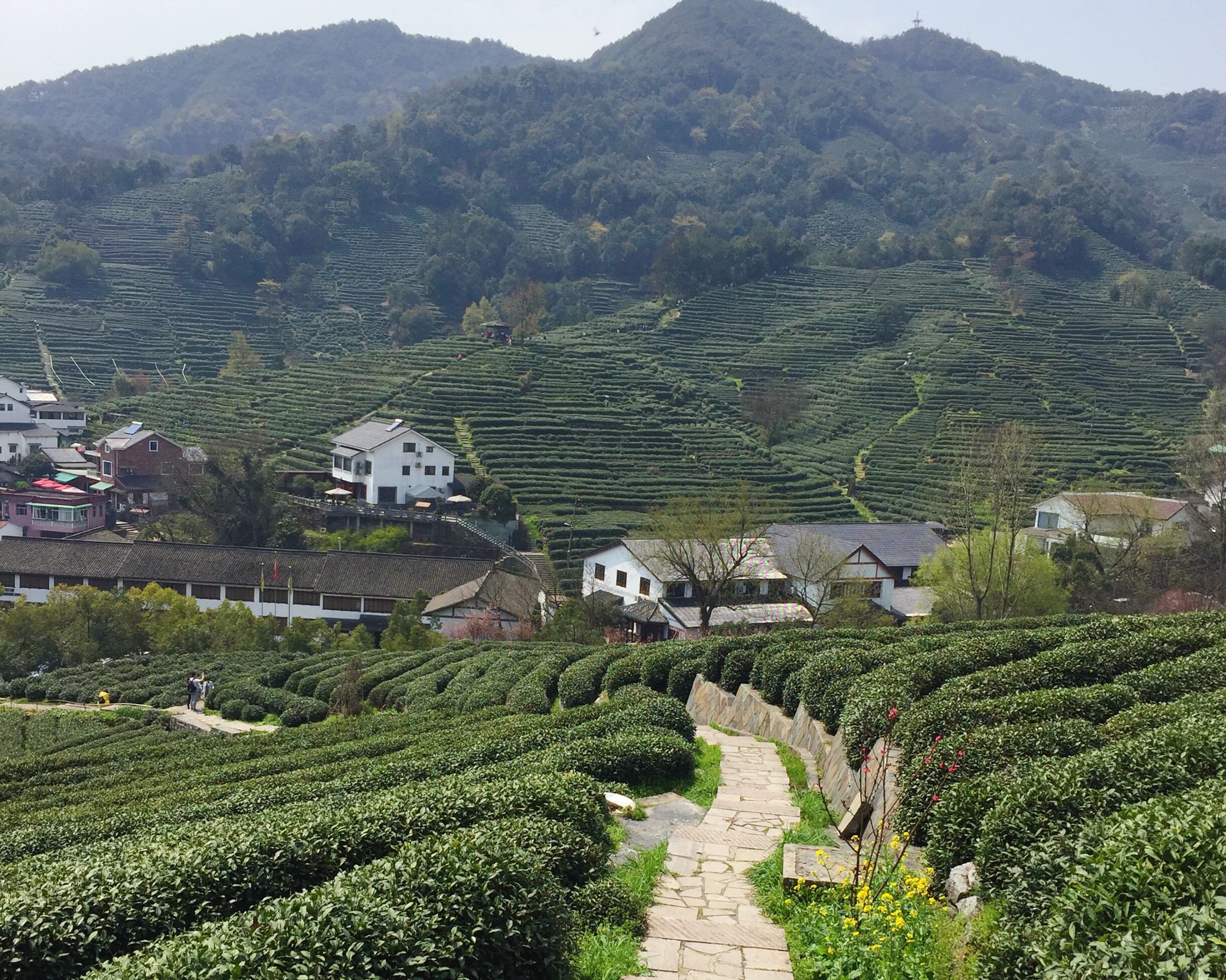 Teblade høstes på plantagerne i Longjing. Foto Viktors Farmor
