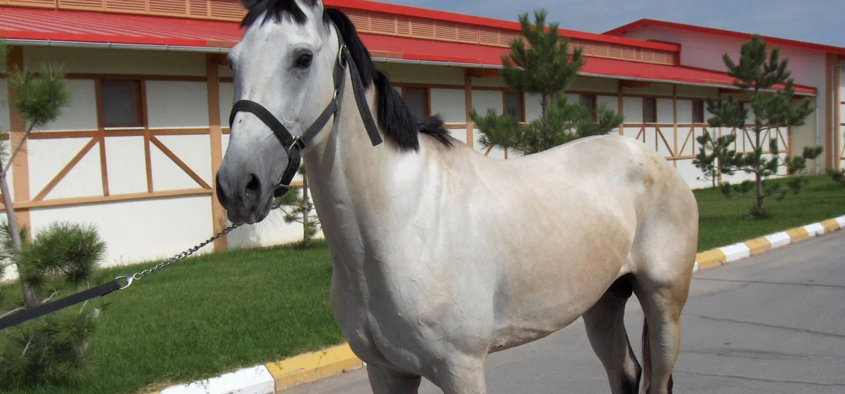 Akhal Teke hestene hører til blandt verdens fineste. Foto Gert Lynge Sørensen