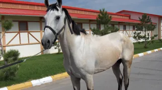 Akhal Teke hestene hører til blandt verdens fineste. Foto Gert Lynge Sørensen