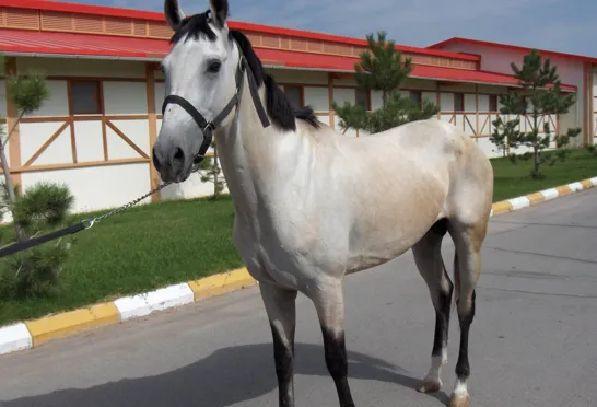 Akhal Teke hestene hører til blandt verdens fineste. Foto Gert Lynge Sørensen