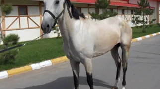 Akhal Teke hestene hører til blandt verdens fineste. Foto Gert Lynge Sørensen