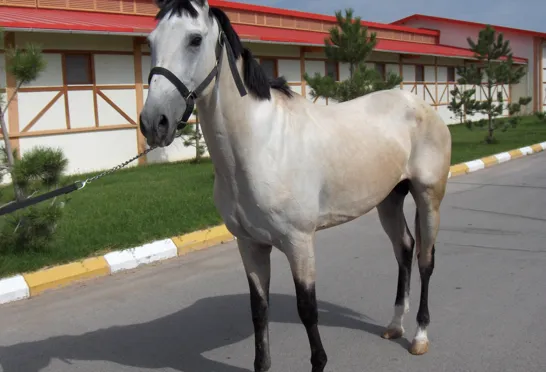 Akhal Teke hestene hører til blandt verdens fineste. Foto Gert Lynge Sørensen