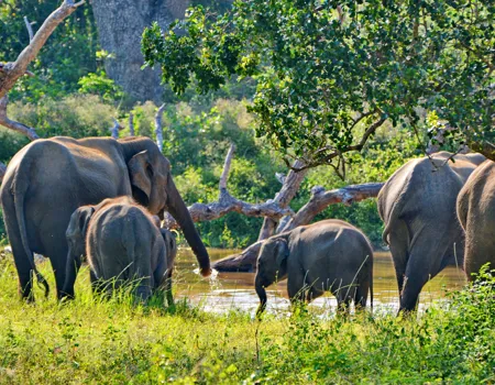 Der lever over 7000 elefanter i Sri Lanka - vi oplever dem på en rejse til Sri Lanka. Nyd Sri Lanka i de danske sommermåneder.