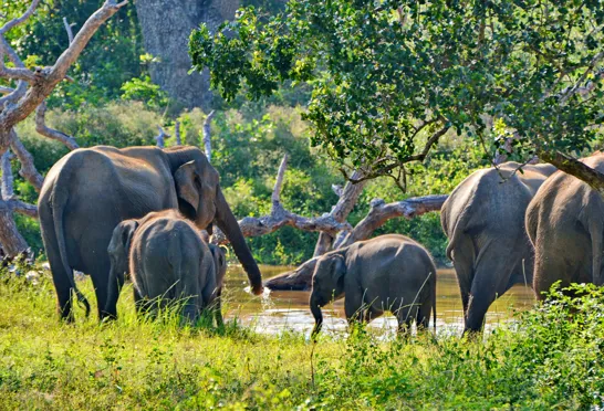 Der lever over 7000 elefanter i Sri Lanka - vi oplever dem på en rejse til Sri Lanka. Nyd Sri Lanka i de danske sommermåneder.