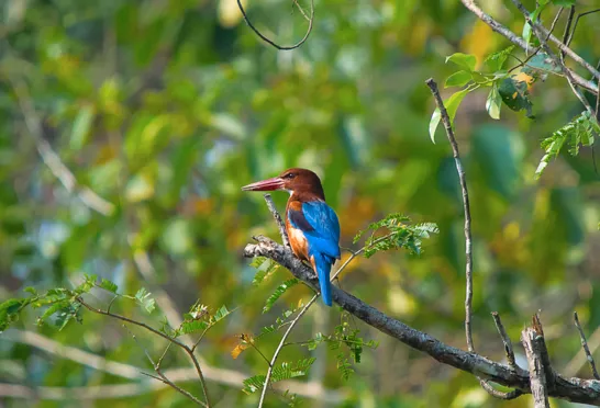 Smyrnaisfugl er også kendt som hvidbrystet isfugl. Her set i Kaziranga National Park. Foto Viktors Farmor