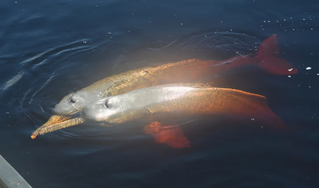 På Amazonas-floden sejler vi ud for at lede efter den lyserøde floddelfin. Foto Viktors Farmor