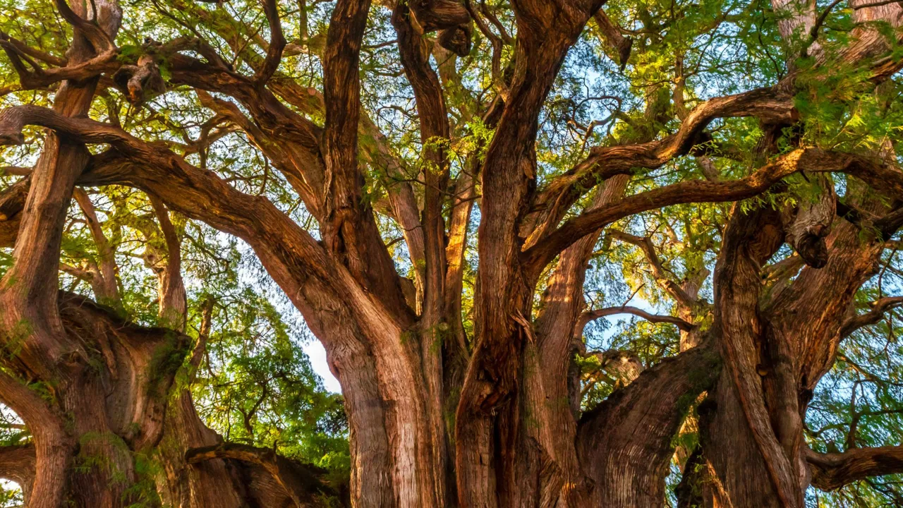 Vi ser det 2000 år gamle El Tule træ. Foto Viktors Farmor