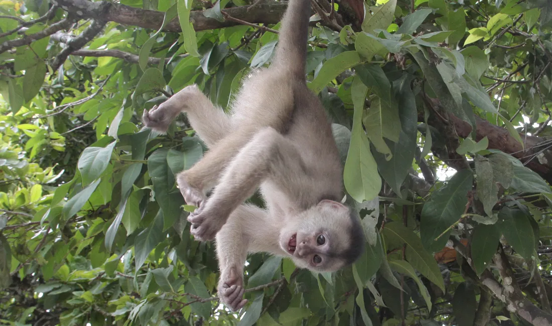 Der er rig mulighed for at se aber, når vi udforsker Amazonas. Foto Finn Hillmose