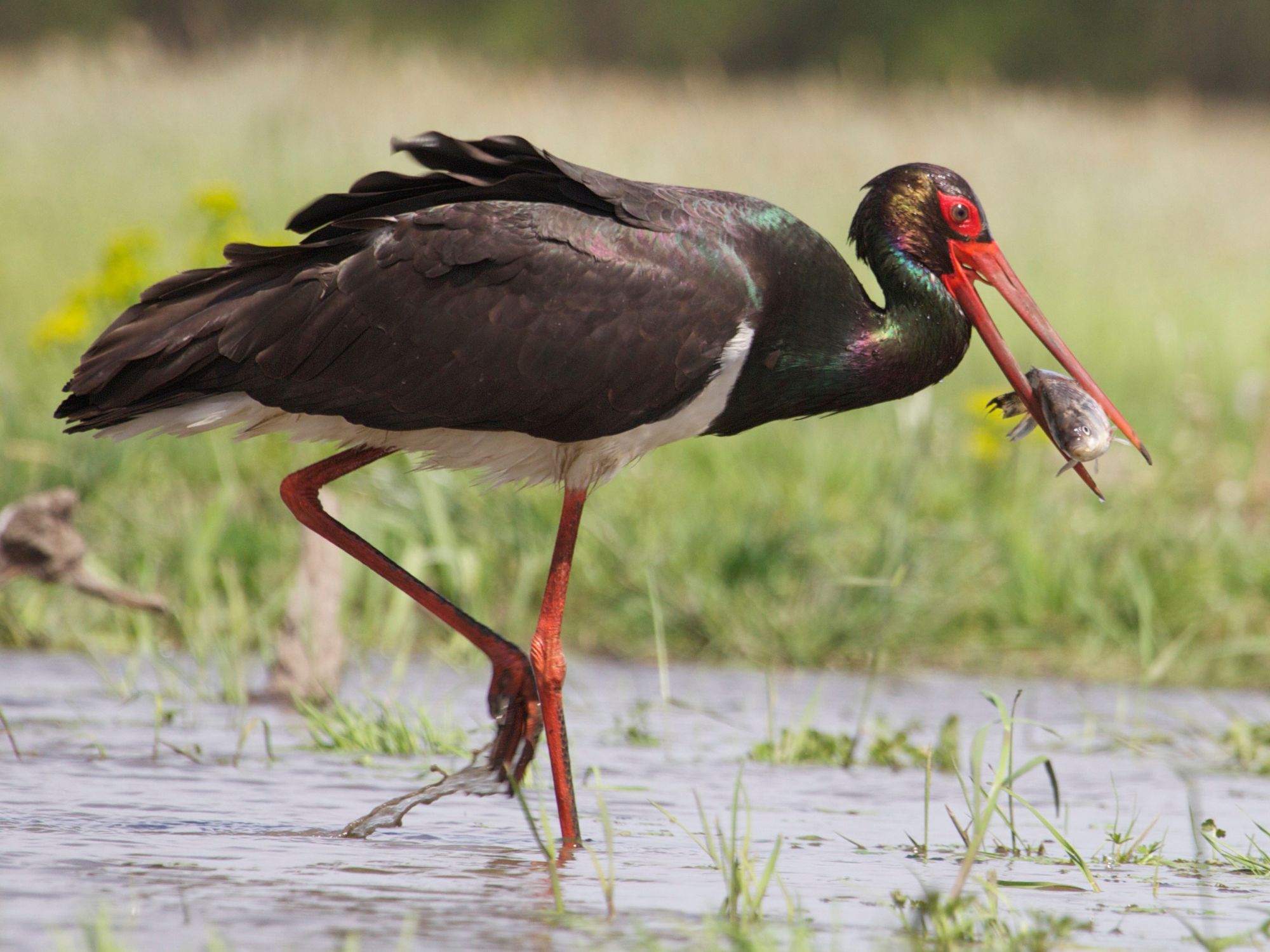 Deltaet er hjemsted for den truede sorte stork. Foto Viktors Farmor