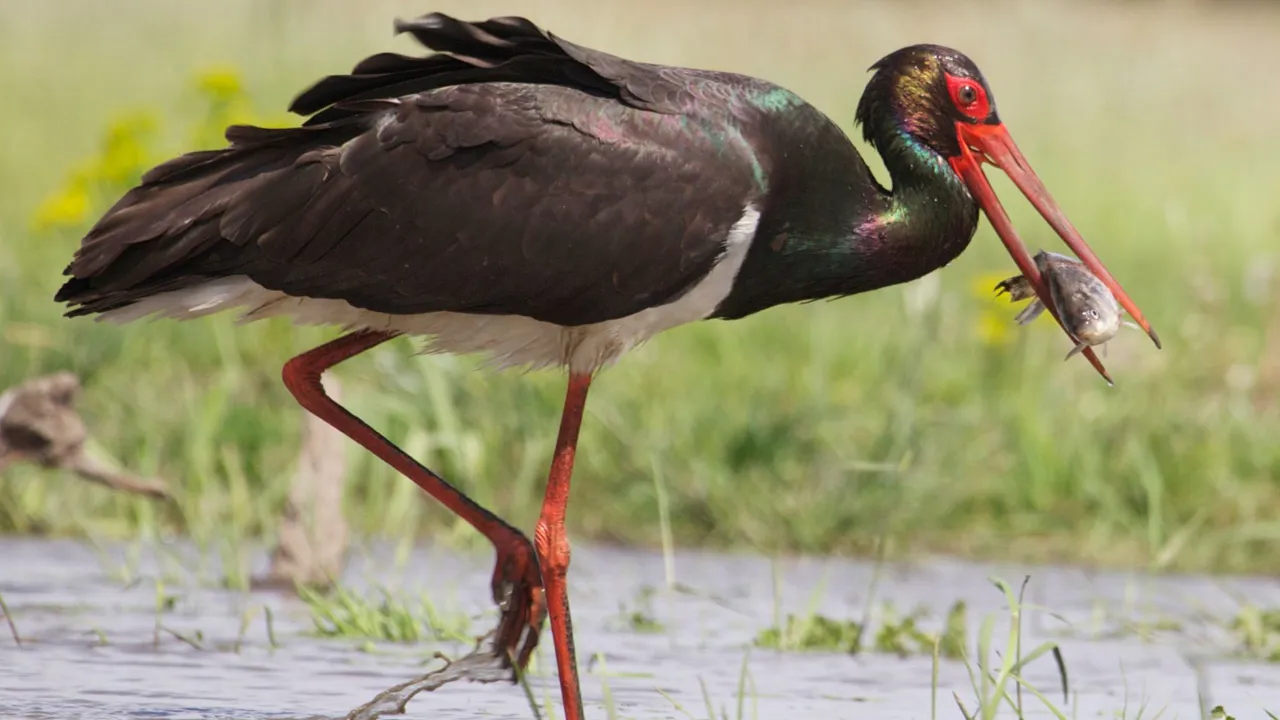 Deltaet er hjemsted for den truede sorte stork. Foto Viktors Farmor