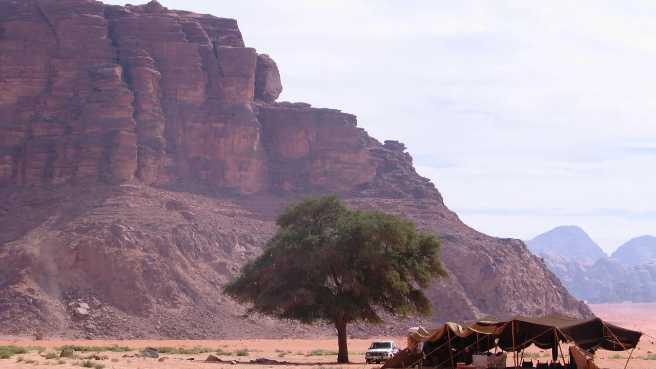 Et ensomt træ i Wadi Rum. Foto Esben Gynther