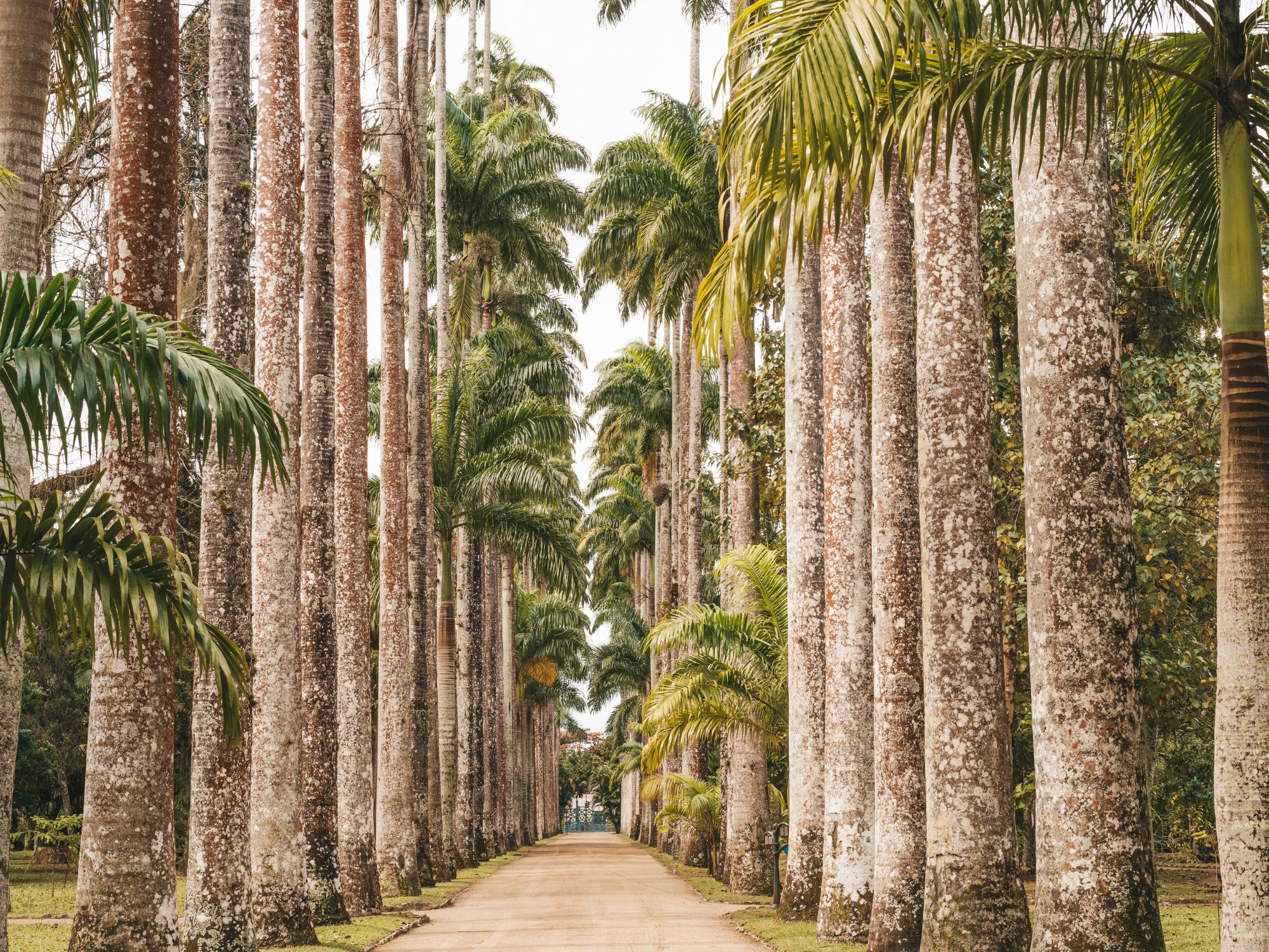 Palmeallé i den botaniske have i Rio de Janeiro. Foto Viktors Farmor
