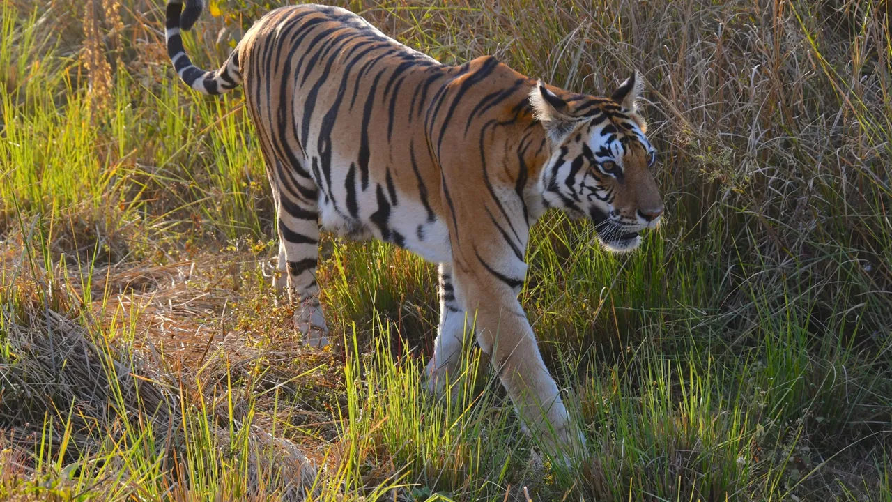 Kaziranga har en af verdens tætteste koncentration af tigre. Foto Hanne Christensen