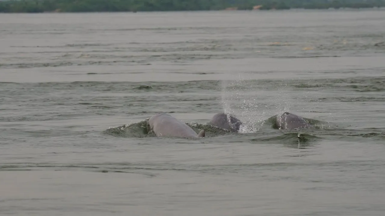 Vi skal på sejltur, hvor vi kan være heldige at se de sjældne og udryddelsestruede Irrawady-delfiner. Foto Jørgen Lock-Andersen
