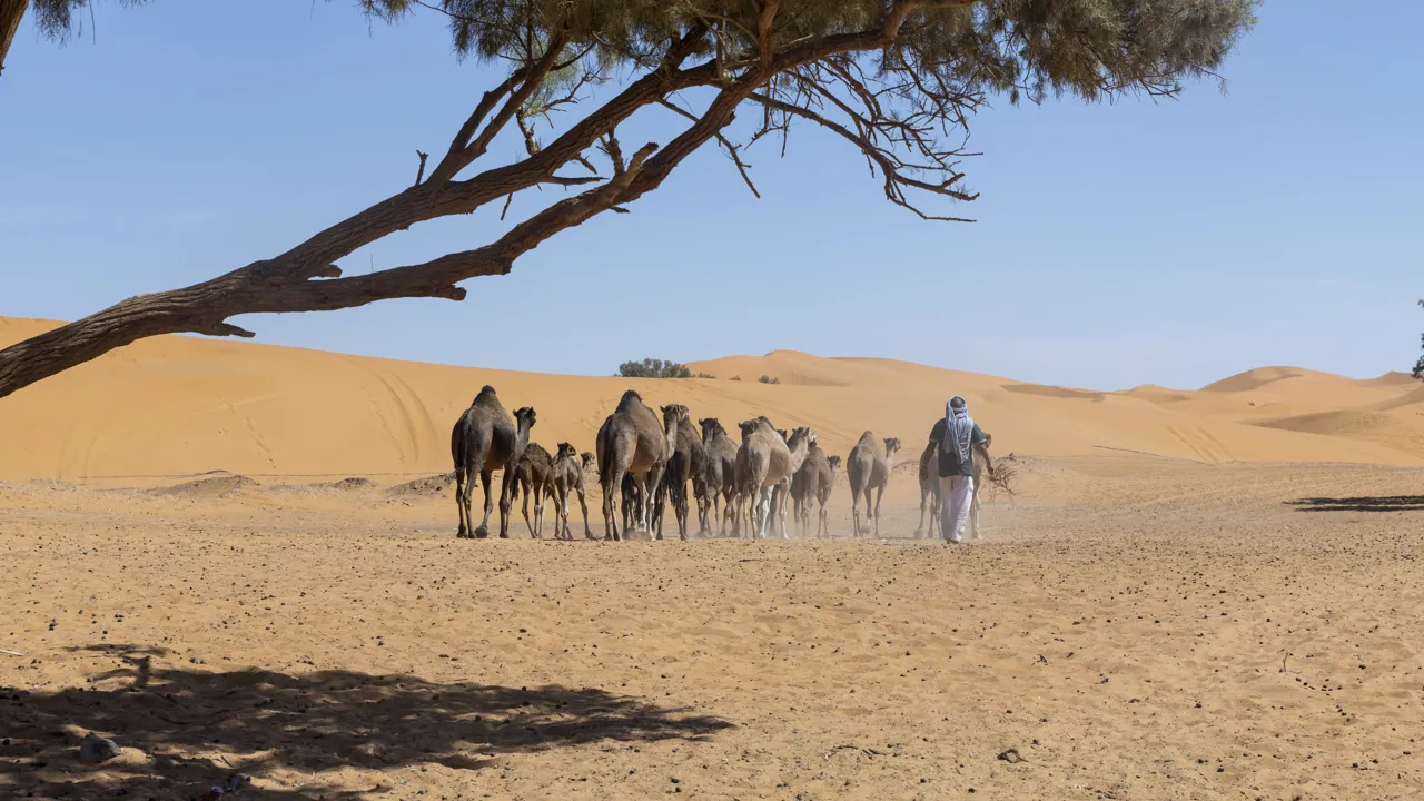 Karavane af kameler i Saharas gyldne sand nær Merzouga. Inge Lynggaard