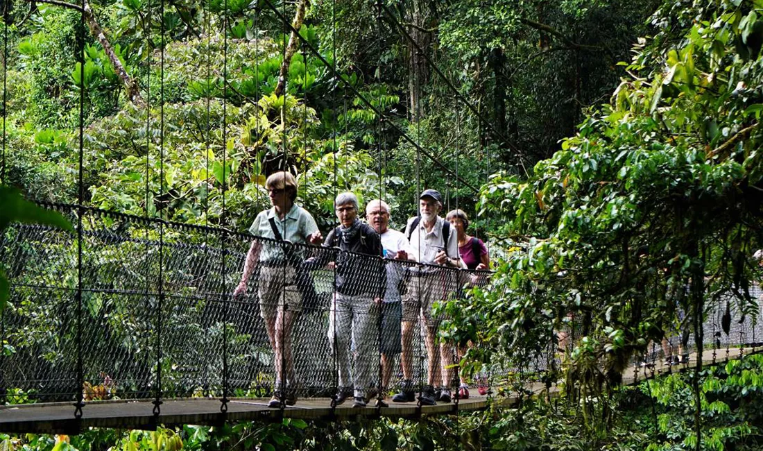 I (Costa Rica) vandrer vi på gangbroer gennem regnskoven. Foto Kathrine Svejstrup