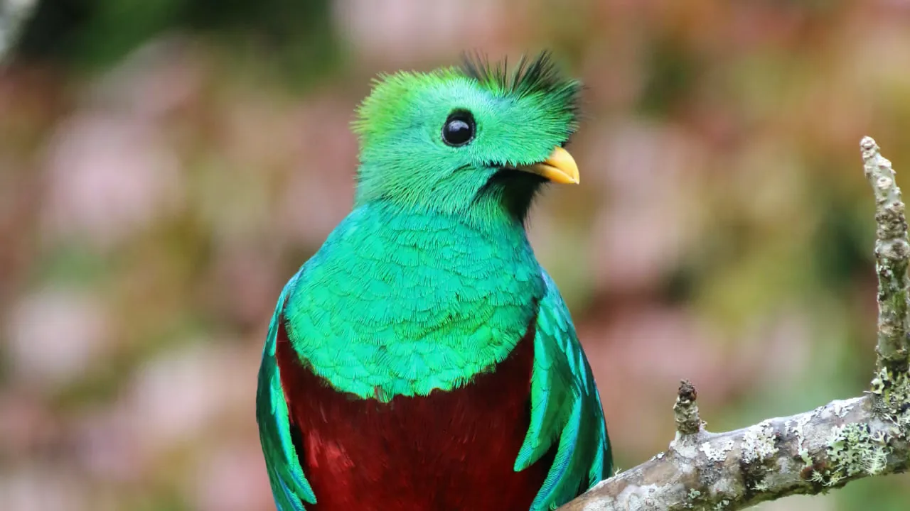 Den sky og smukke fugl Quetzal, hvis grønne fjer før blev brugt som penge af Mayaerne. Foto Kathrine Svejstrup
