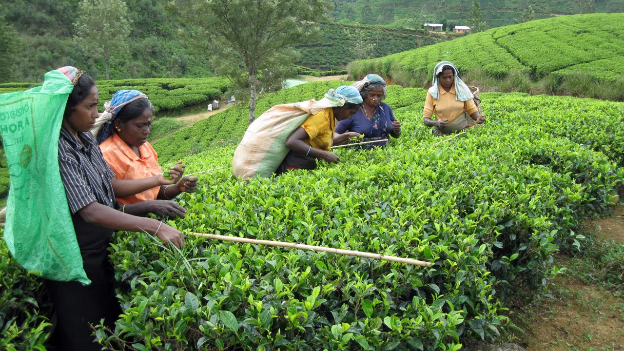 Der er brug for mange hænder, når Ceylon-tebladene skal høstes i Sri Lanka. Foto Viktors Farmor