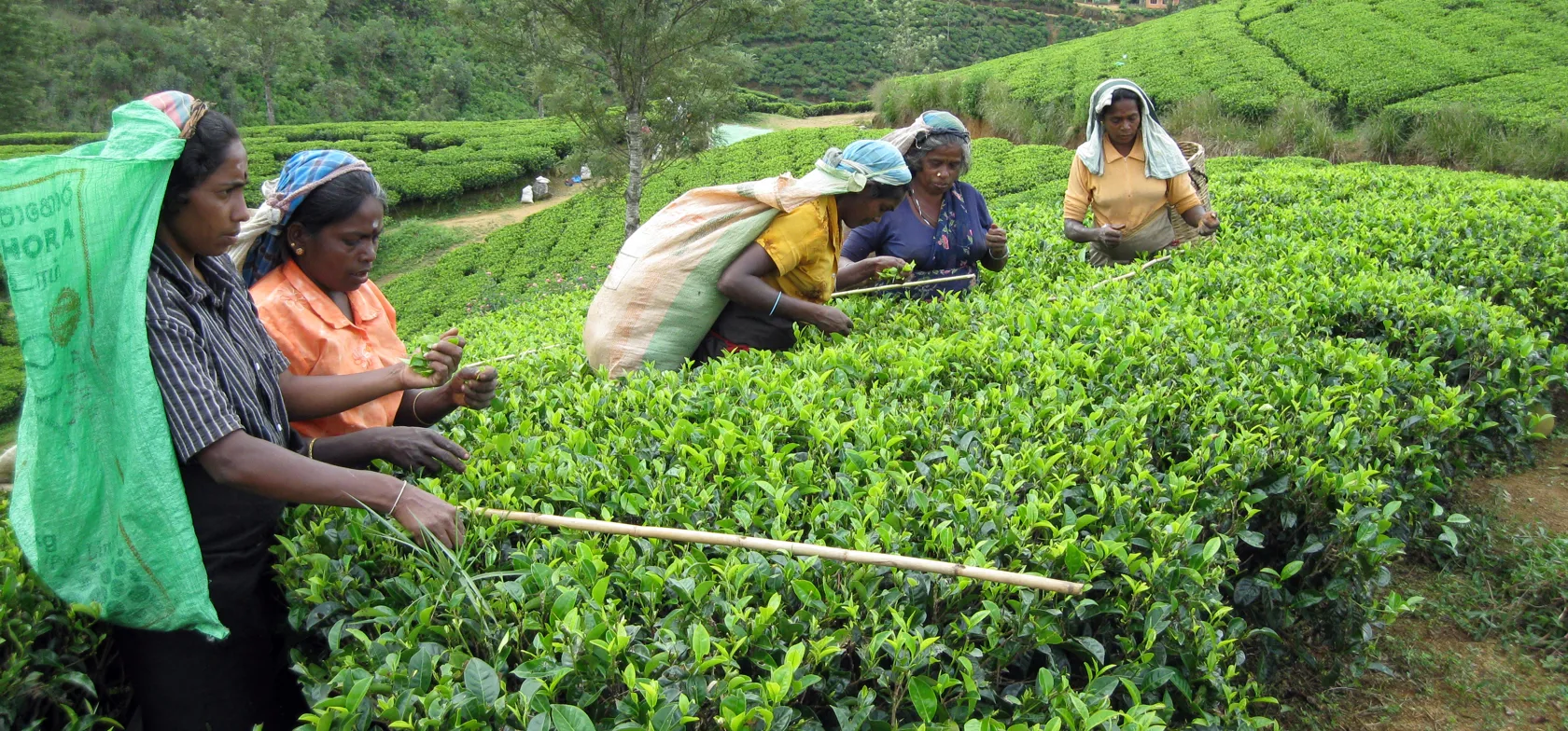 Der er brug for mange hænder, når Ceylon-tebladene skal høstes i Sri Lanka. Foto Viktors Farmor