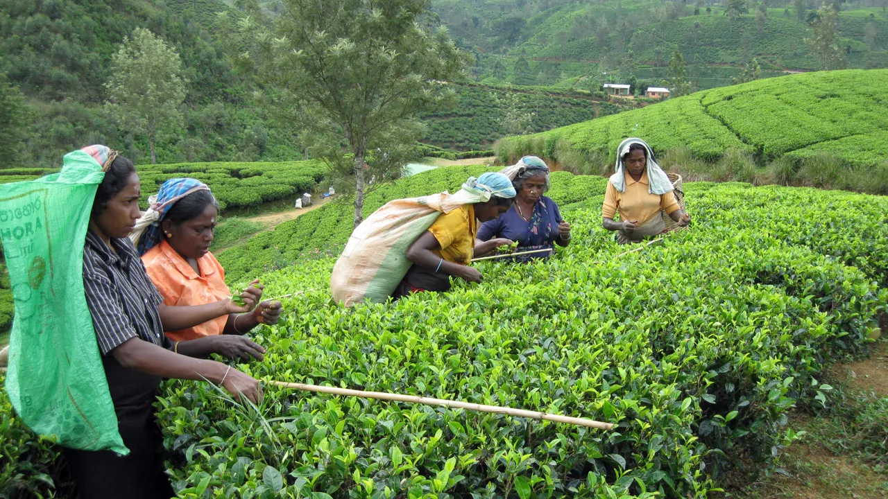 Der er brug for mange hænder, når Ceylon-tebladene skal høstes i Sri Lanka. Foto Viktors Farmor
